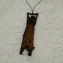 Load image into Gallery viewer, Little Brown Bat (Myotis lucifugus)
