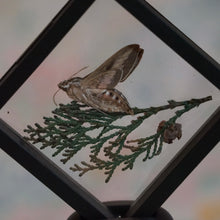 Load image into Gallery viewer, Moth with Juniper Floating Display
