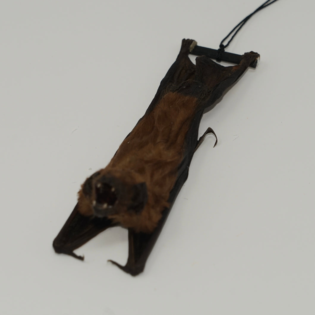 Hanging Bat Taxidermy