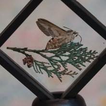 Load image into Gallery viewer, Moth with Juniper Floating Display
