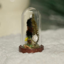 Load image into Gallery viewer, Wooly Bear Terrarium
