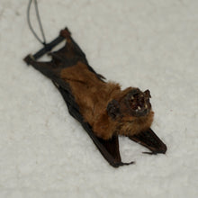 Load image into Gallery viewer, Little Brown Bat (Myotis lucifugus)
